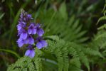 la-Viperine-plante-fleur-mediterraneenne