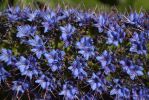 photographie-viperine-de-madere