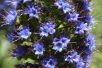 viperine-de-madere-macro-photo