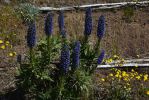 viperine-de-madere-massif-fleurs
