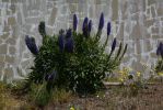 viperine-de-madere-sur-un-mur