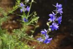 viperine-de-madere_echium-fastuosom_botanique