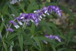 viperine-de-madere_echium-fastuosom_en-fleurs