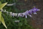 viperine-de-madere_echium-fastuosom_pousse