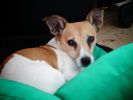 chien-coussin