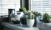 plantes-cactus-maison