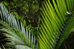 feuilles-de-palmiers-sous-lesl-tropiques-HD