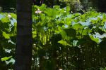 verdure-luxuriante-sous-lesl-tropiques-wallpaper