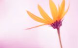 fond-ecran-windows-secret_07