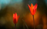 fond-ecran-windows-secret_08