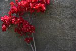 mur-fleuri