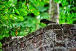 tirage-photo-DIY_oiseau_sur_le_mur