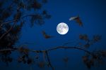 la-pleine-lune