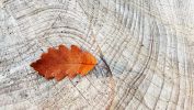 automne-graphisme