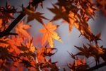 automne
