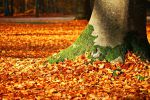 feuillage-au-pied-de-l-arbre$
