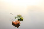 feuilles-erable-sur-eau