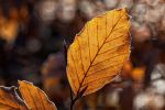 feuilles-mortes