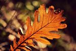 gland-et-feuille