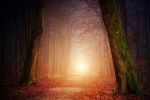 nature-et-soleil-automne