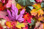 nature-multicolore
