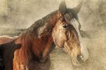 cheval-HD