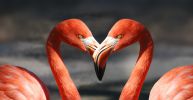 flamands-roses-en-couple-coeur