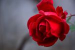 rose-rouge-symbole-amour