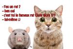 rat-ciste