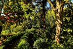 feuillage-touffu-et-calme