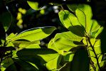 feuilles-et-lumieres