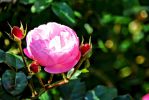 floraison-de-la-rose