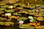 nenuphars-aux-couleurs-d-automne
