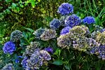 variations-bleu-vert