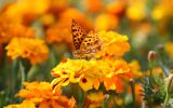 PAPILLON-fonds-ecran-fleurs-HD-gratuits-de-qualite