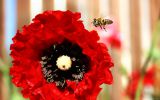 arrimage-en-cours-fonds-ecran-fleurs-HD-gratuits-de-qualite