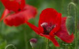coquelicots-fonds-ecran-fleurs-ordinateur-ou-tablette