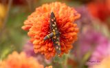 fond-ecran-fleurs-ordinateur-ou-tablette_04