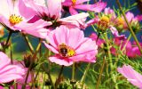 fonds-ecran-de-fleurs-pour-ecran-large-et-portable