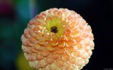 fonds-ecran-fleurs-HD-gratuits-de-qualite