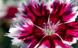 fonds-ecran-fleurs-ordinateur-ou-tablette
