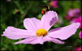 le-ventre-remplie-fonds-ecran-fleurs-ordinateur-ou-tablette