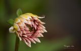 macro-photo-fonds-ecran-de-fleurs-a-telecharger-gatuit-en-ligne