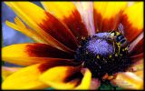 macro-photographie-de-fleur-ordinateur-ou-tablette