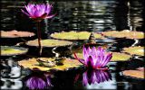 nenuphars-fonds-ecran-de-fleurs-pour-ecran-large-et-portable