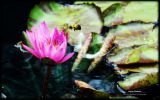 nenuphars-fonds-ecran-fleurs-HD-gratuits-de-qualite