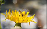 point-jaune-fonds-ecran-fleurs-HD-gratuits-de-qualite