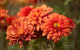 regal-fonds-ecran-fleurs-ordinateur-ou-tablette