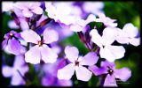 symphonie-fonds-ecran-de-fleurs-pour-ecran-large-et-portable