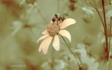 virage-sepia-et-fond-ecran-de-fleurs-pour-ecran-large-et-portable